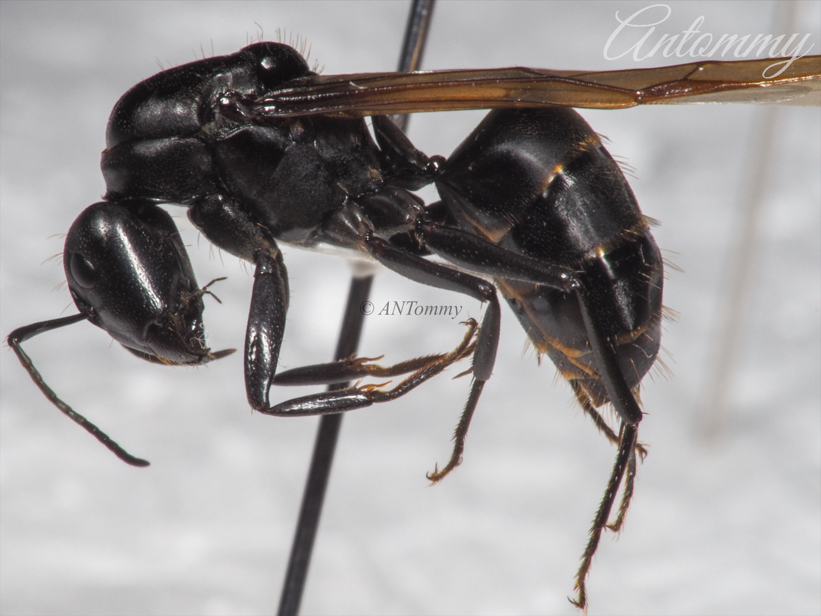 Big Black Ant Camponotus japonicas in clear Block Education Insect Specimen 