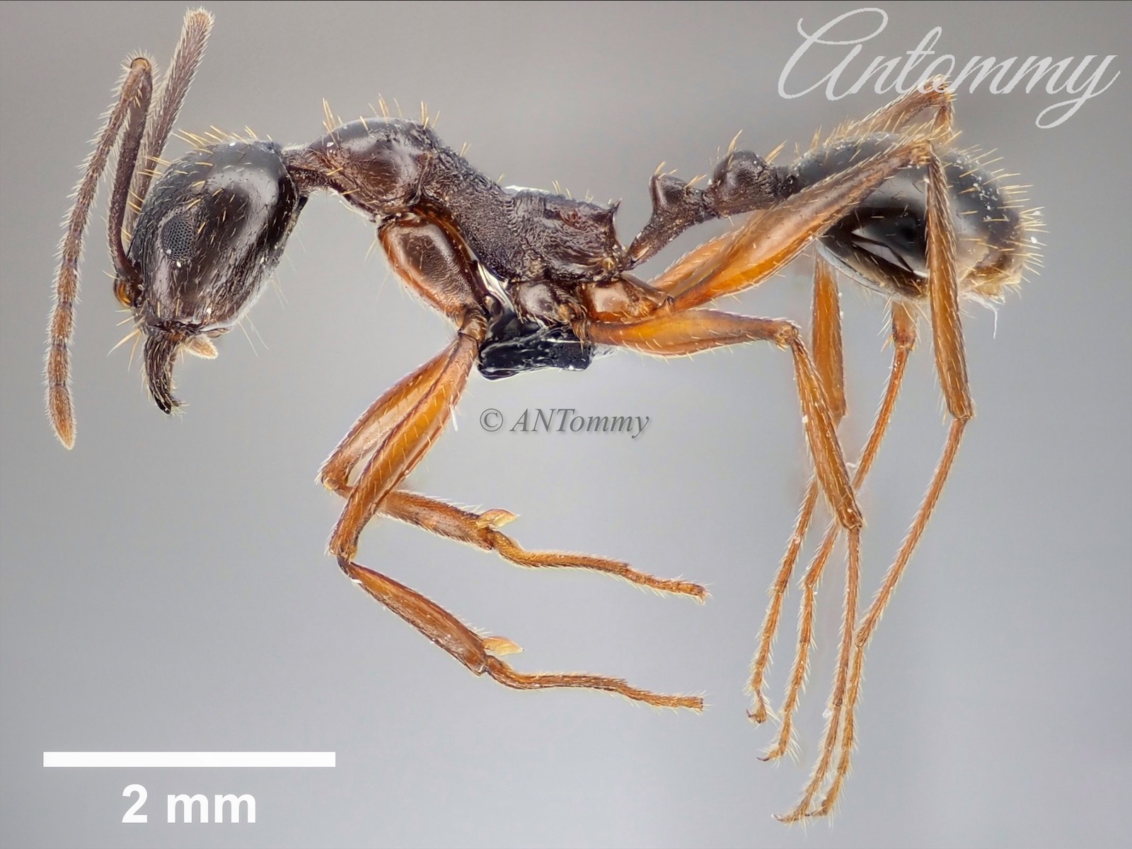 Aphaenogaster famelica