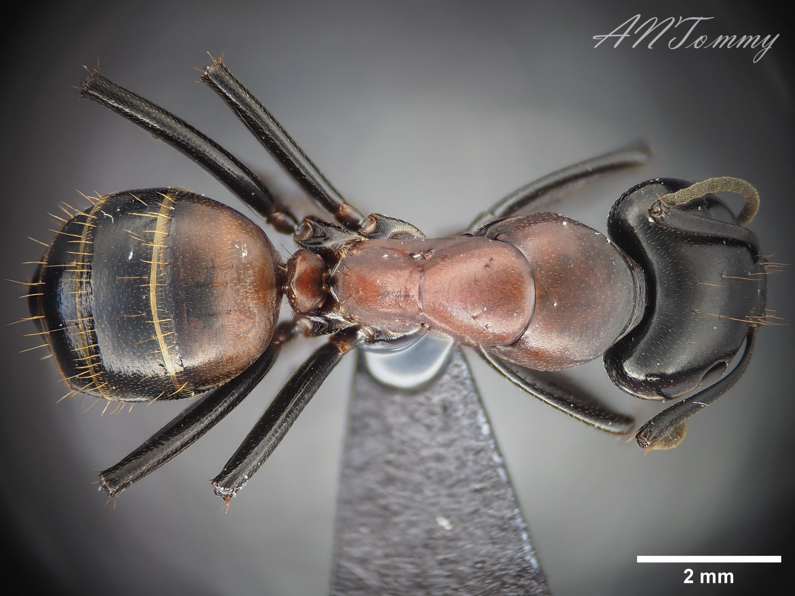 Camponotus obscuripes
