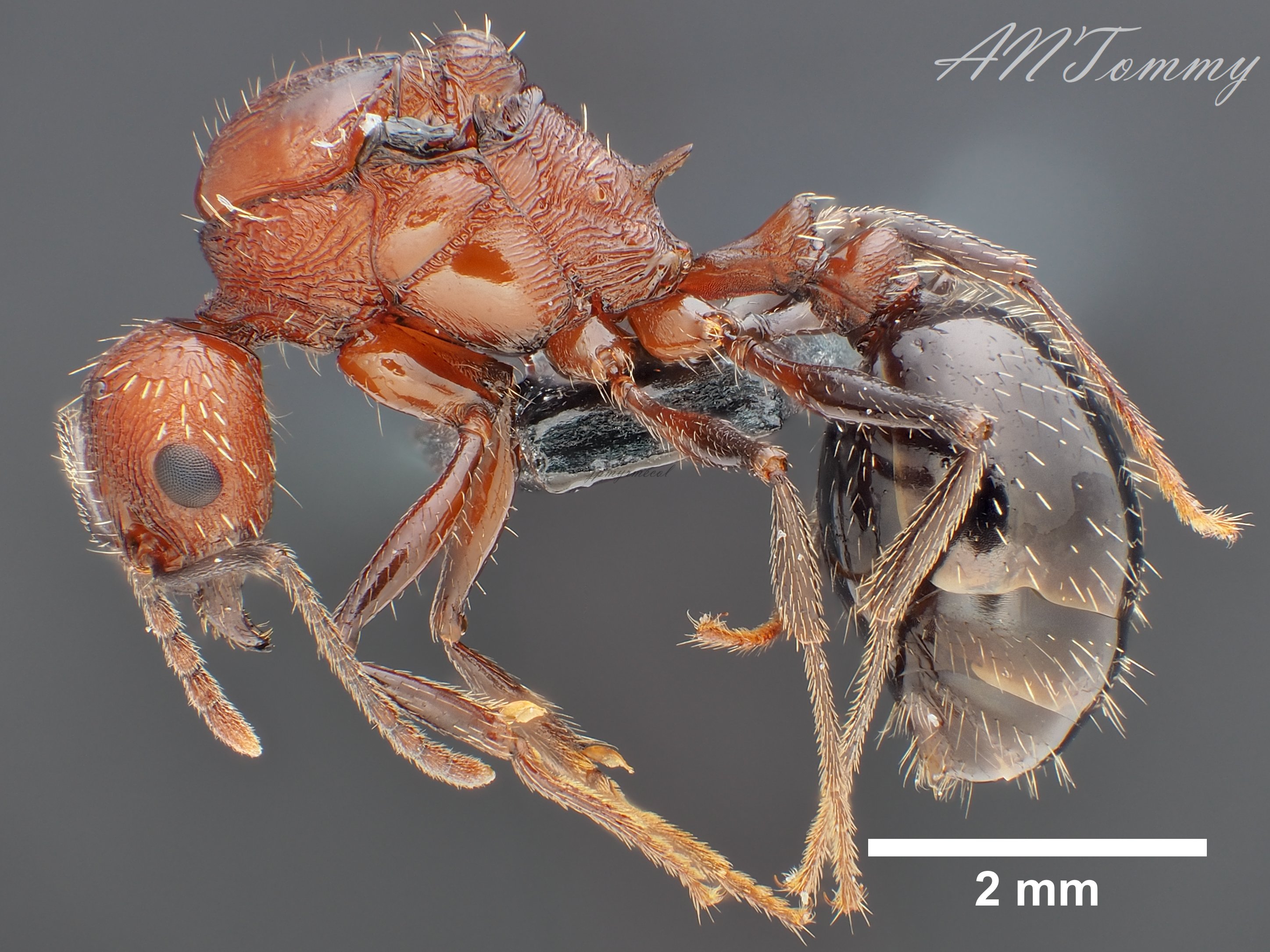 Aphaenogaster tipuna